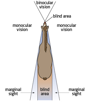 Equine peripheral vision