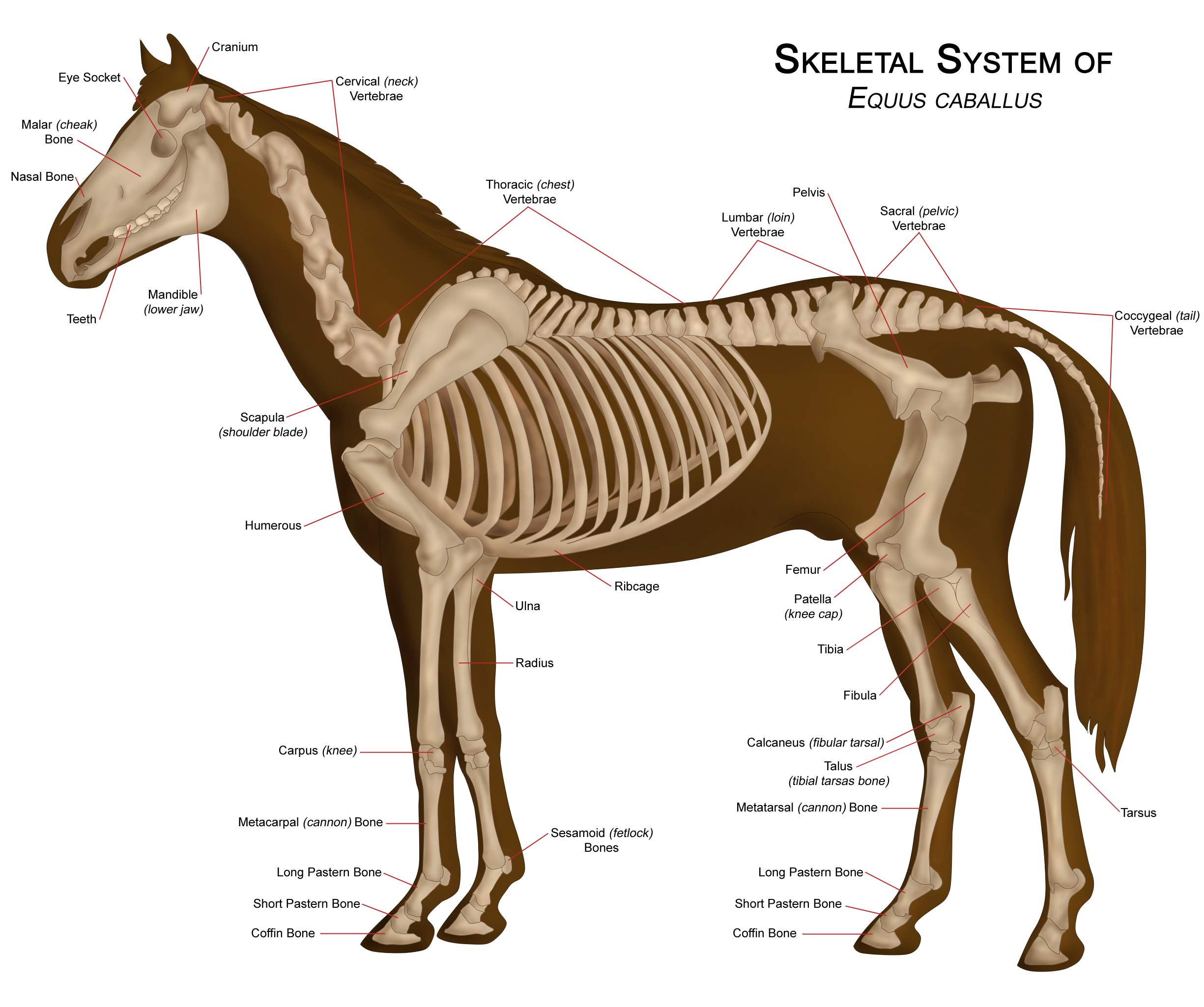 Horse Skeletal System