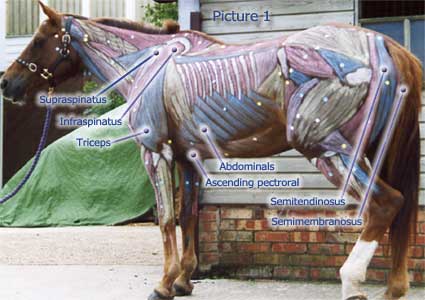 Horse Anatomy Pictures-Think Like a Horse-Rick Gore ... shoe size diagram 