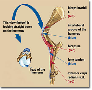 Shoulder locking mechanism