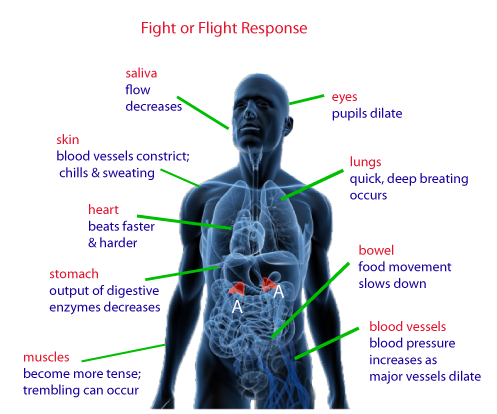 Image result for fight flight freeze response